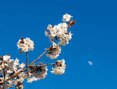 天空下的樱花树背景图片
