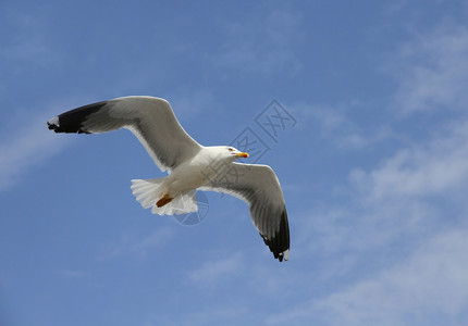 在蓝天空下飞行的海鸥图片