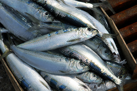 沙丁油鱼鱼市场上的沙丁背景
