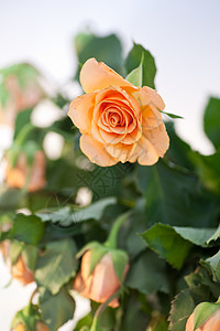 夏花园的玫瑰图片