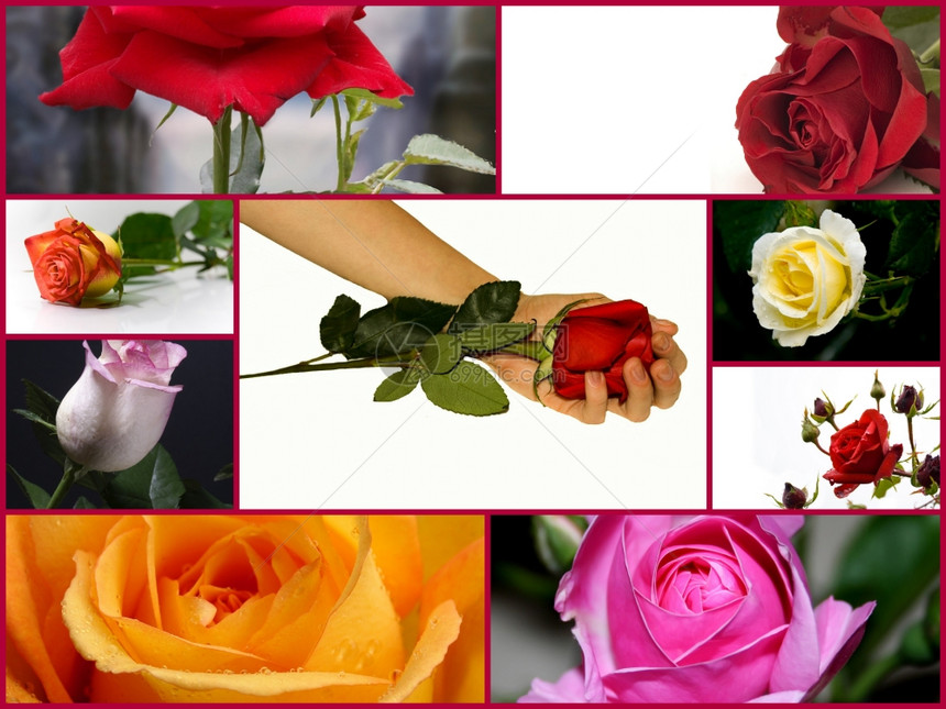 妇女手中不同颜色的玫瑰花图片
