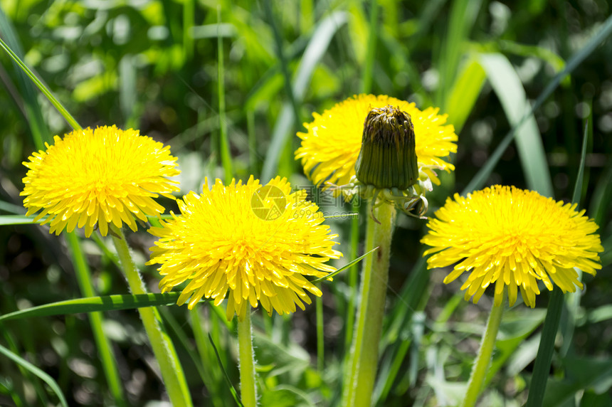 绿色草地上的黄色花朵图片