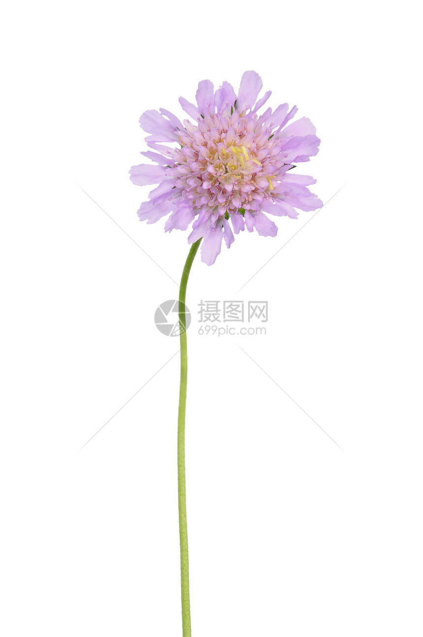 小型垃圾处理器scabioclumbria图片