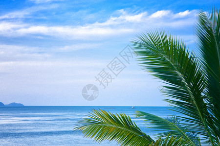蓝海前的棕榈树叶图片