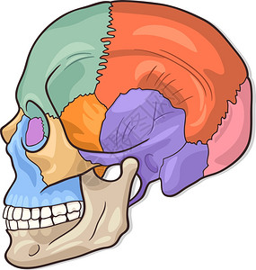 人体头骨形图示图片