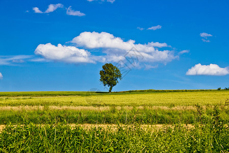 蓝色天空下黄地上的单树图片