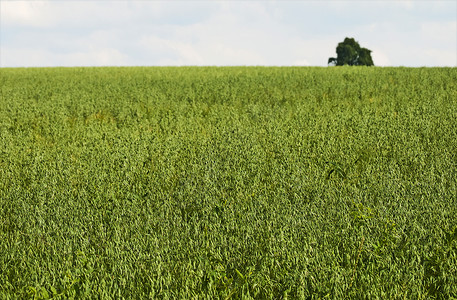 一大片燕麦地背景图片