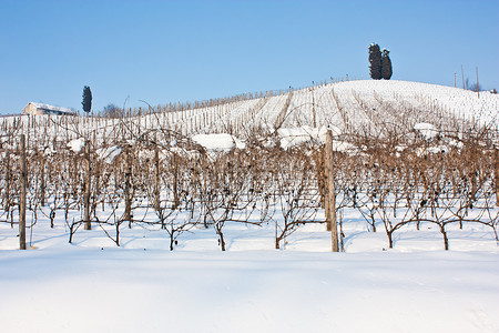 冬季塔斯卡纳利酒厂的不寻常景象高清图片