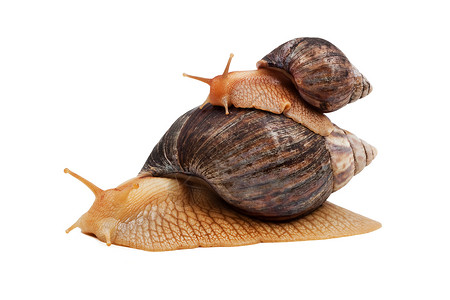 两只棕色蜗牛白底皮上被孤立图片