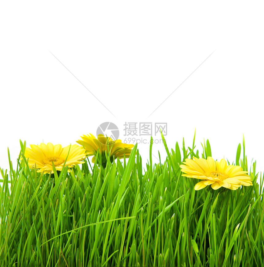 白底带黄花的孤立绿草图片