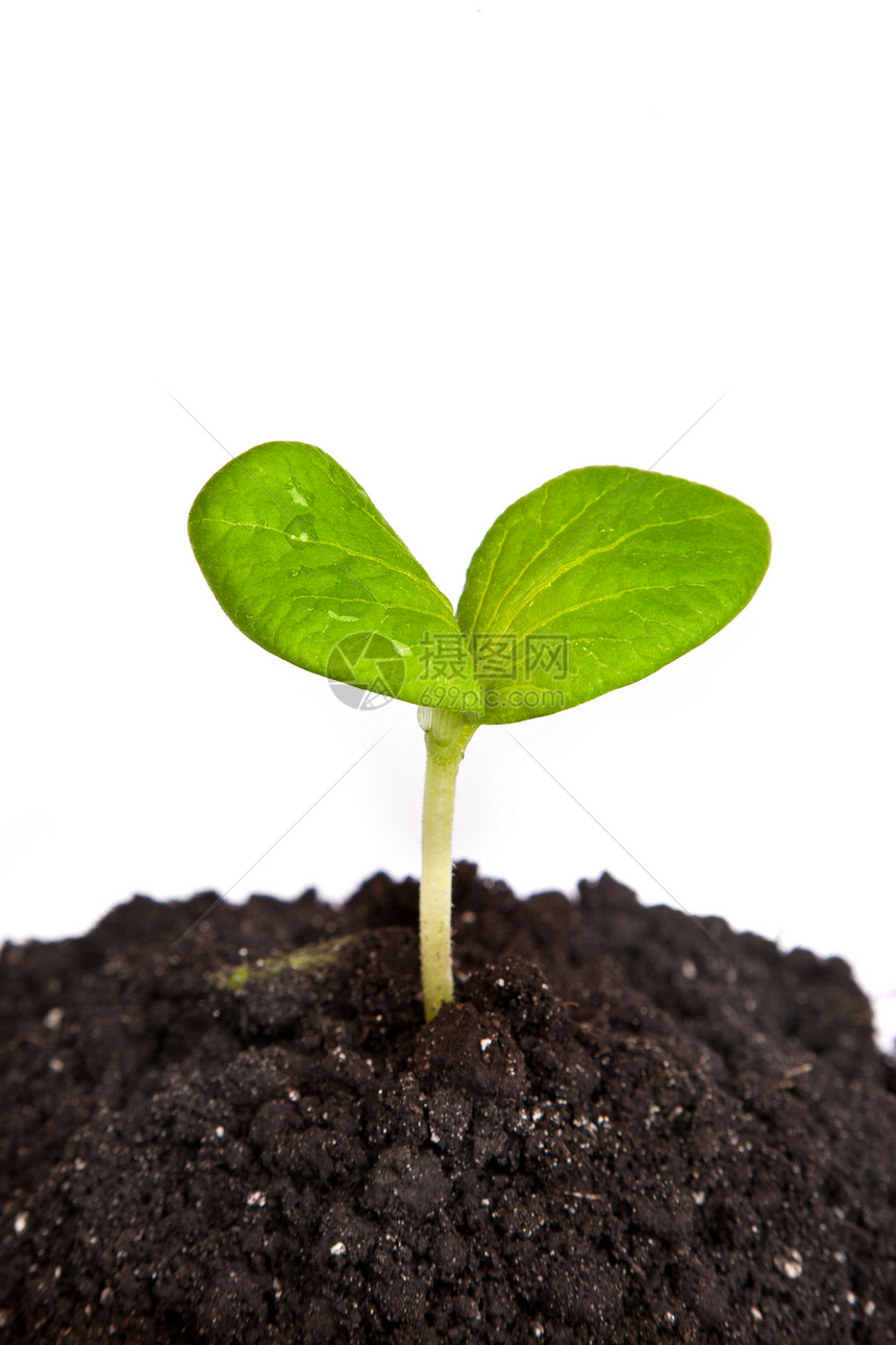 在白色背景上隔离的绿色植物苗芽肥土泥图片