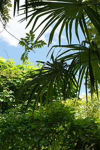 热带丛林中的棕榈植被细节热带丛林中的棕榈图片