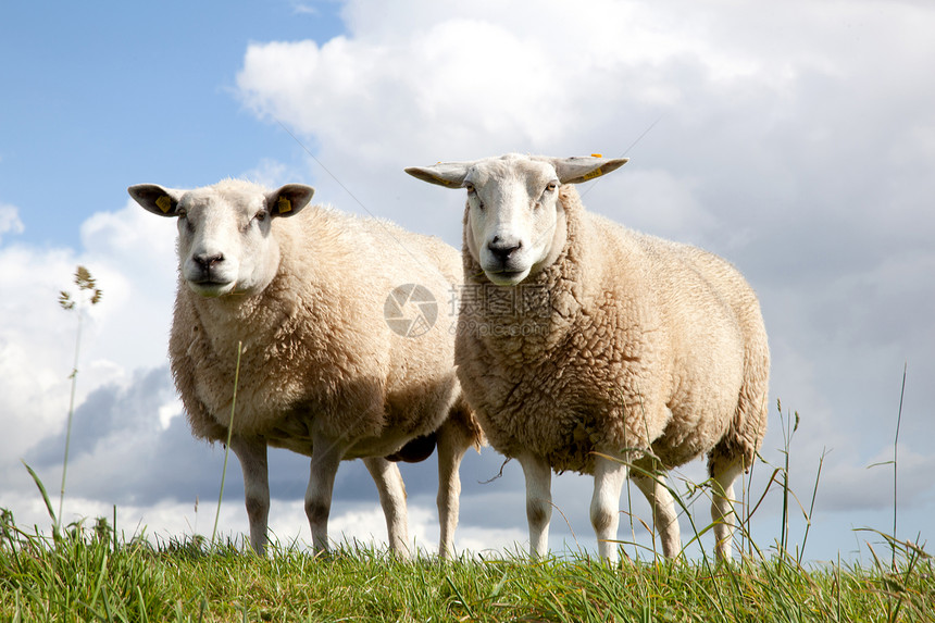 在草地上两只绵羊图片