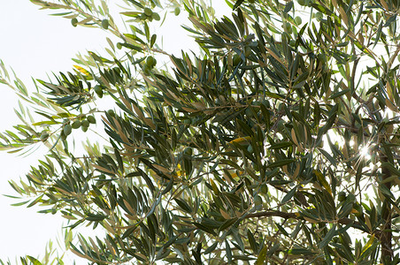 树枝上有橄榄果图片