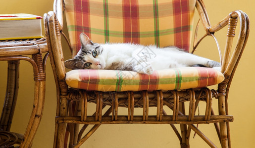 美丽的猫优雅的躺在椅子上晒太阳图片