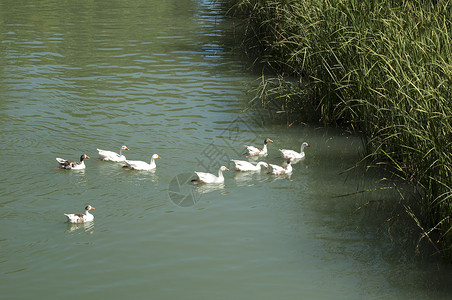 河里游泳河里一群鸭子背景