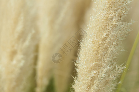 crema彩色荧光植物关闭fluiy羽毛植物图片