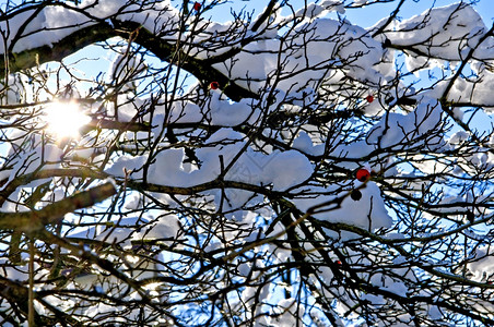 冬季下满雪的树枝图片