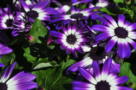 充满活力的紫色亮白花朵图片