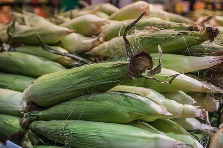 在农民市场上展示的玉米图片