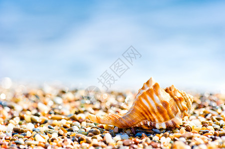 海边沙滩上的贝壳图片