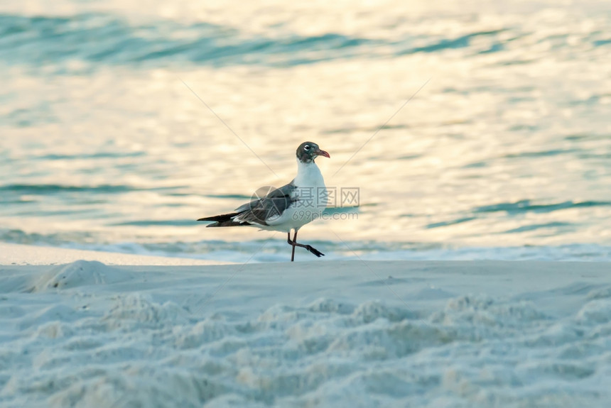 旅游时看见在海滩上的海鸥
图片