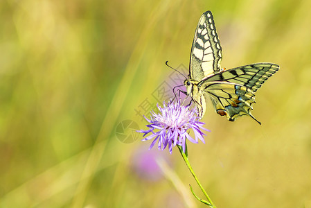 漂亮的燕尾蝴蝶采花粉图片