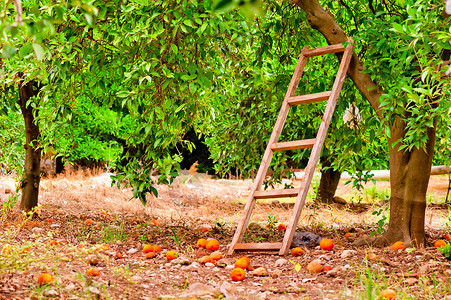 在柑橘树上的一个梯子生长高清图片素材