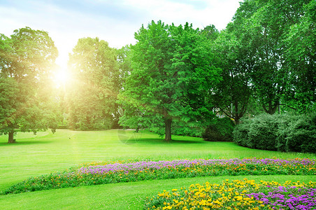 拥有绿草的公园日出自然的高清图片素材
