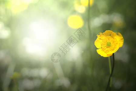 黄色春花复制空格图片
