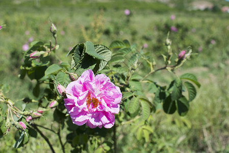 种植作物的玫瑰花香水业使用的玫瑰花图片