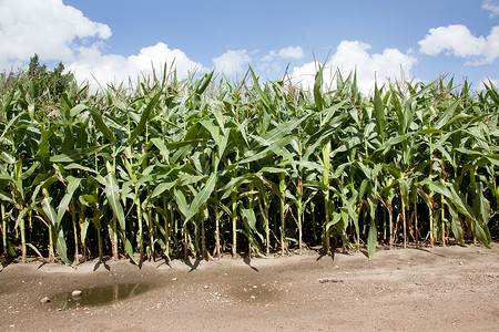夏末在内地的玉米田图片