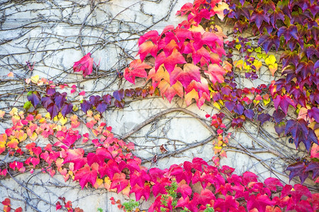 彩色颜色的树叶图片