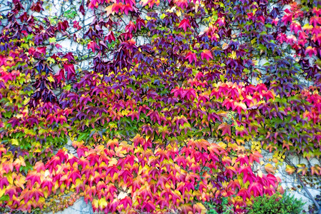 美丽的彩色树叶图片
