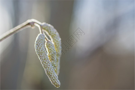 胡桃花图片