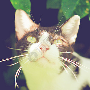 花园里可爱猫咪的紧闭具有反转过滤效果高清图片
