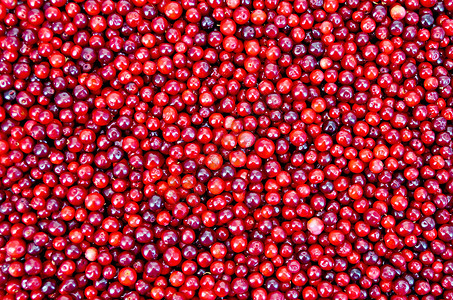成熟红莓林边的纹理图片