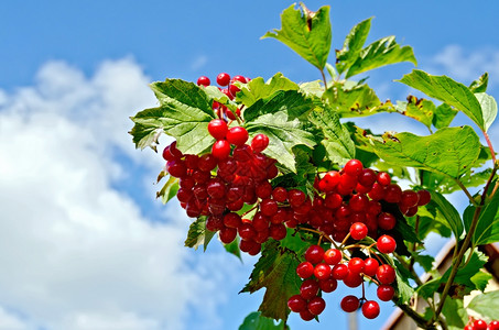 树枝上一堆熟的红莓子蓝天背景的绿叶子图片