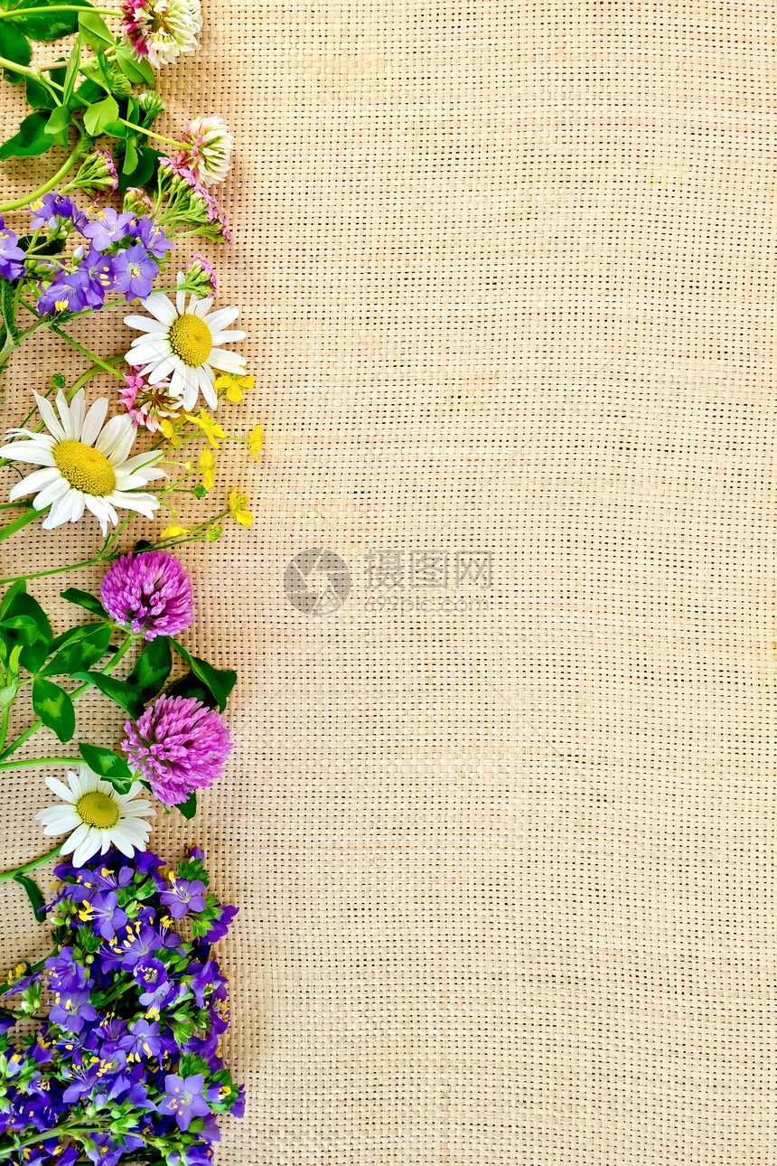 花的架甘菊青柳炒时的奶油图片