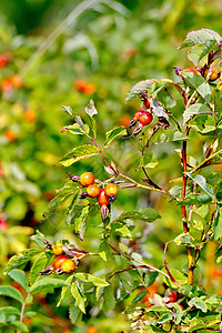 树枝红莓野玫瑰绿色树叶背景高清图片