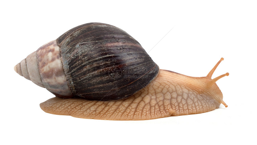 白色背景的一只棕蜗牛图片