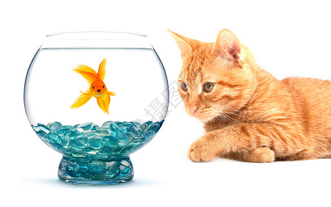 看着鱼缸猫与白底孤立的金鱼玩猫背景