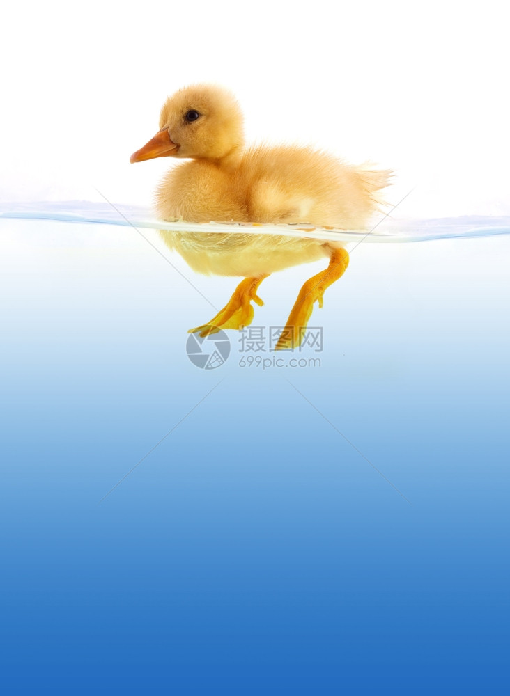 黄色鸭子游泳孤立在白色背景上图片