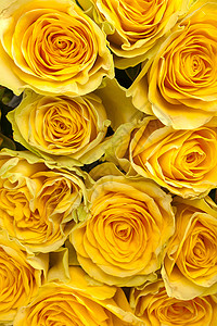 一组新鲜黄色玫瑰图片