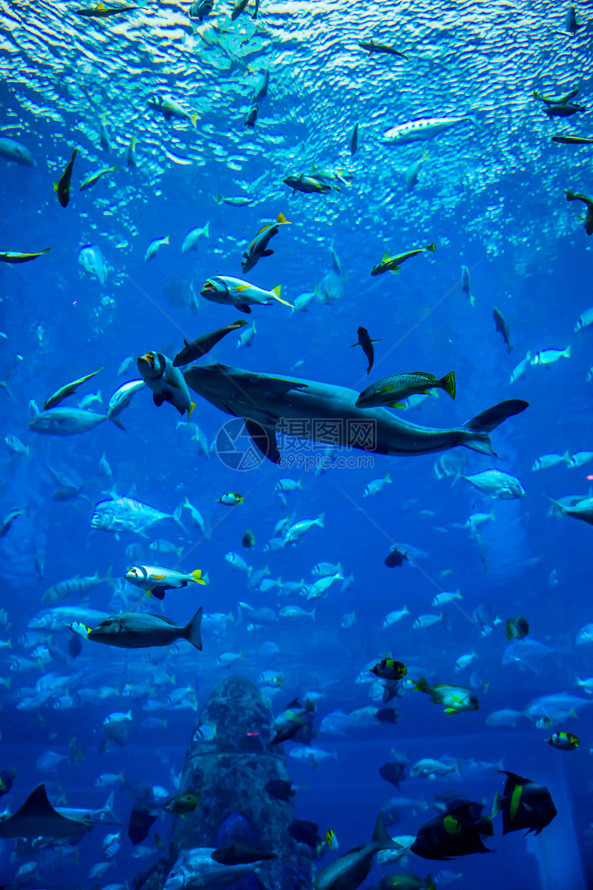 水族馆珊瑚礁上的鱼类照片图片