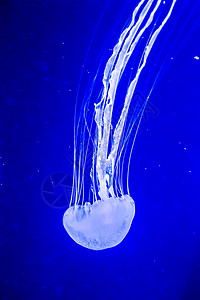 温石棉是一种生活在太平洋的常见自由漂浮双环磷通常称为太平洋海网或西岸背景图片