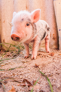 猪小福形象在农场外户跑来去的可爱泥巴小猪有机耕作的理想形象背景