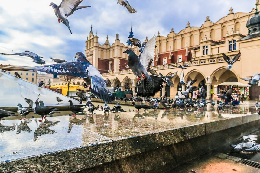 在克拉科夫老城有很多鸽子市场广图片