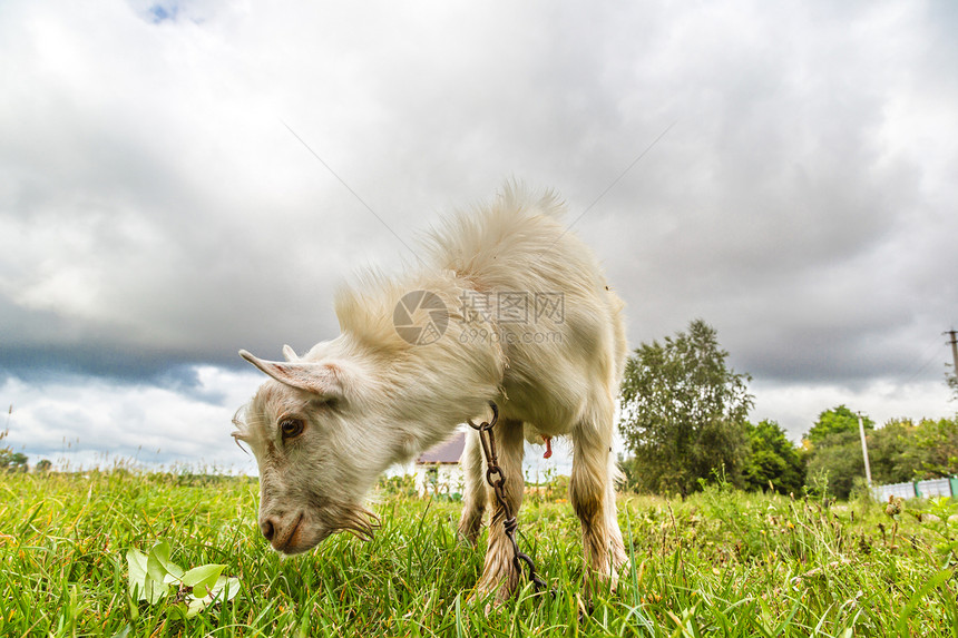 在绿草地上吃草的山羊肖像图片