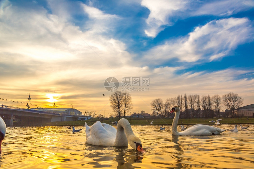 在湖边的天鹅日落湖边一个的日落时天鹅在湖边图片